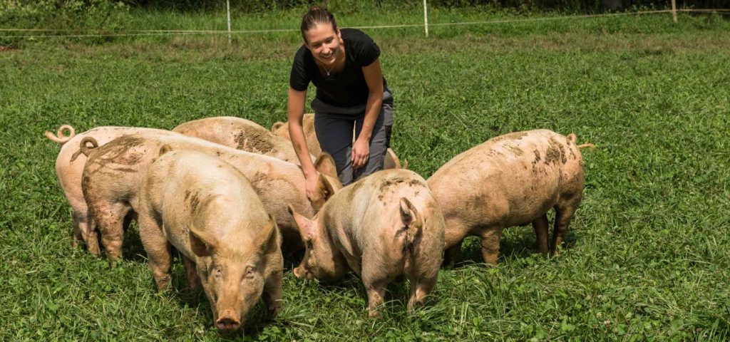 Schweine im Gras mit Judith