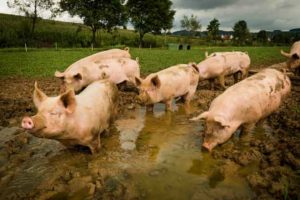 8 Schweine durch das Wasser- Erde Bad